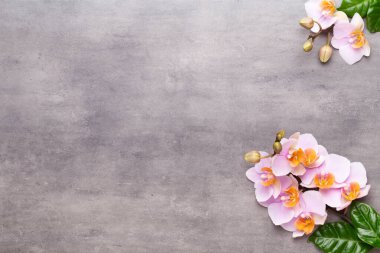 Spa aromaterapi arka planı, basit orkide çiçekleriyle süslenmiş çeşitli güzellik ürünleri..