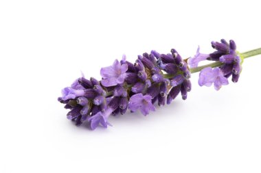 Lavanta çiçekleri beyaz arkaplanda izole edilmiş..