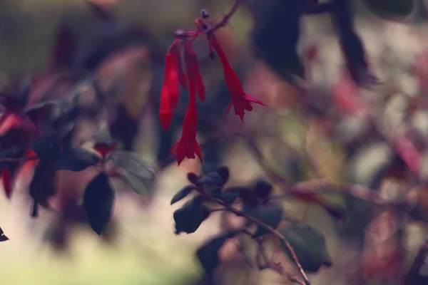 Soyut doğa arkaplanı