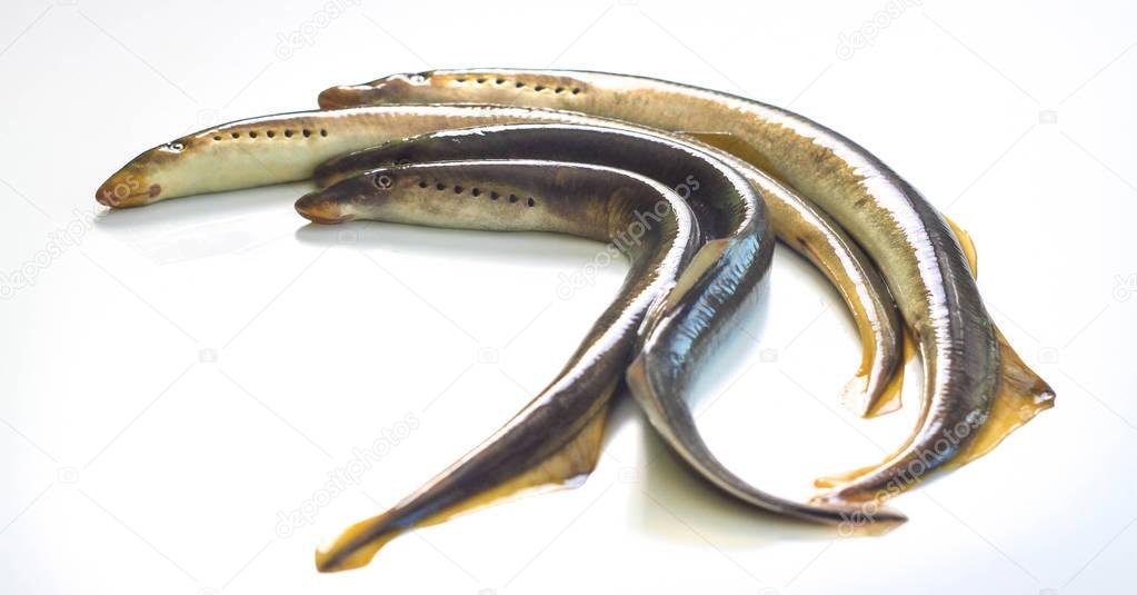 River lamprey - isolated on a white background