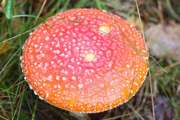 Vermelho amanita close-up em um fundo natureza — Fotografia de Stock