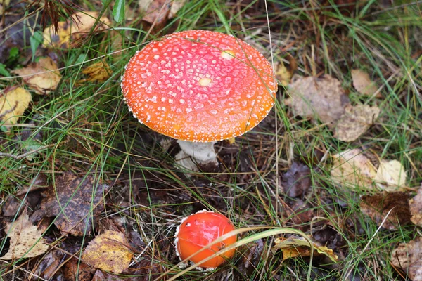Red amanita close-up on a nature background — Stock Photo, Image