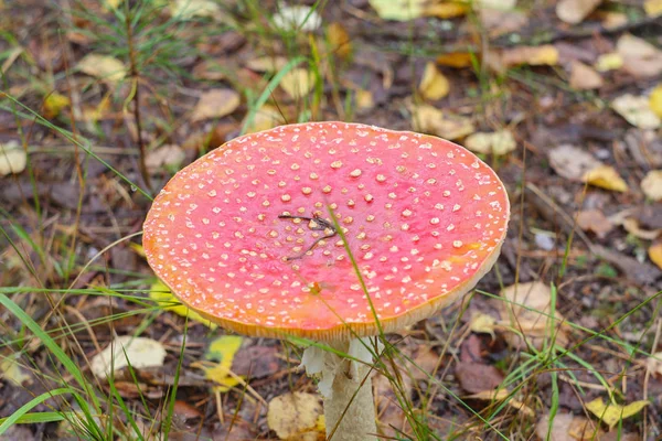 Red amanita close-up on a nature background — Stock Photo, Image