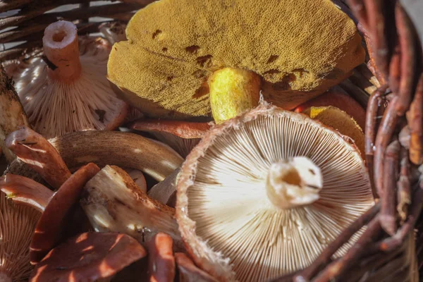 Bovenaanzicht van de paddestoel mand — Stockfoto