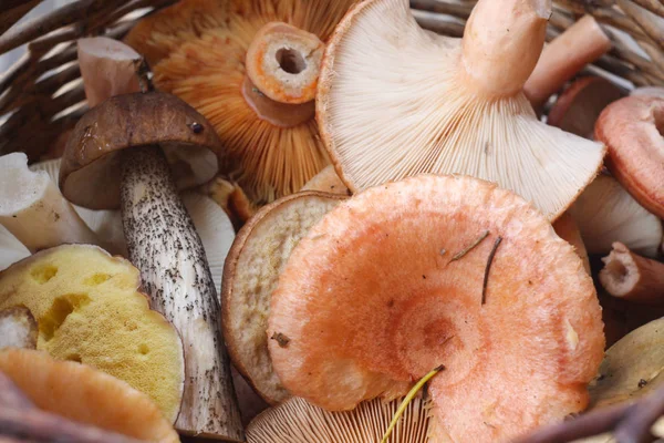 Bovenaanzicht van de paddestoel mand — Stockfoto