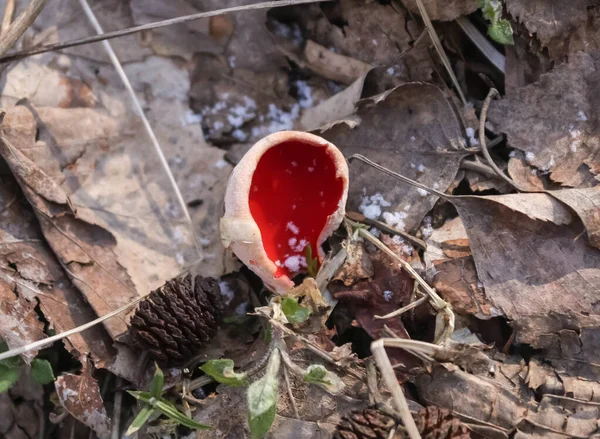 Champignon comestible de printemps - Sarcoscypha austriaca ou Sarcoscypha coccinea — Photo