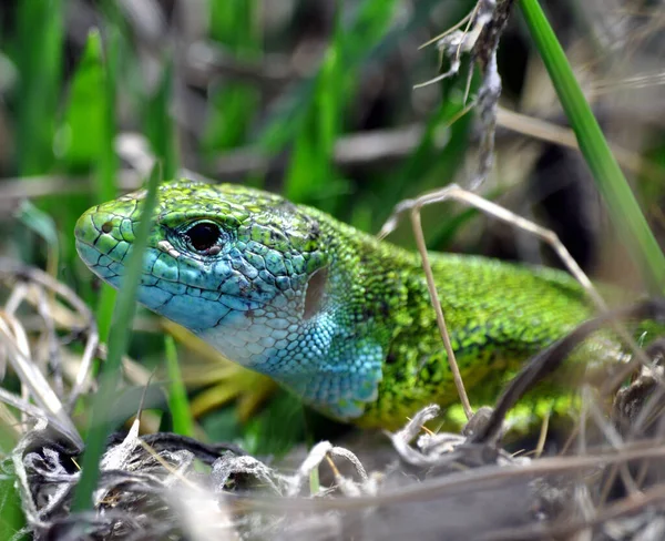 Green Lizard Close Portrait Eyes — Stock Photo, Image