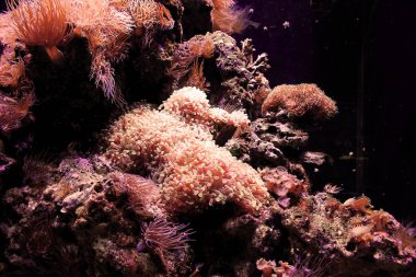 Mercan ve içinde belgili tanımlık akvaryum algae