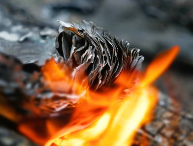 kağıt bitti yangın yanık içinde ateş, kıvılcım uçan ile kömürlerin üzerinde bir kitabın sayfalarını yanmak
