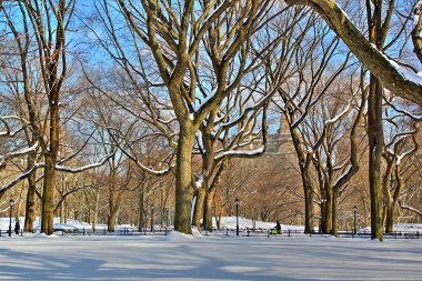 Central Park'a ağaçlar