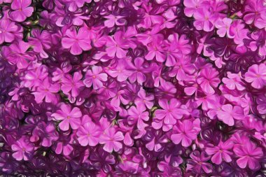 Phlox pembe