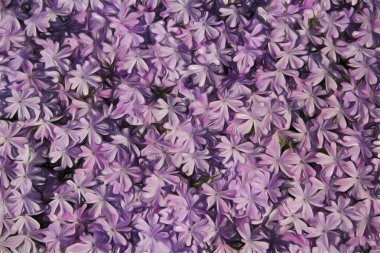 Mor Phlox arka plan
