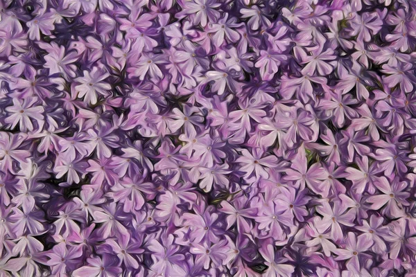 Фіолетовому фоні Phlox — стокове фото