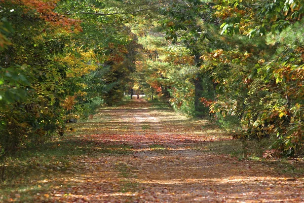 Fall pathway with colorfull leaves and trees — Stock Photo, Image