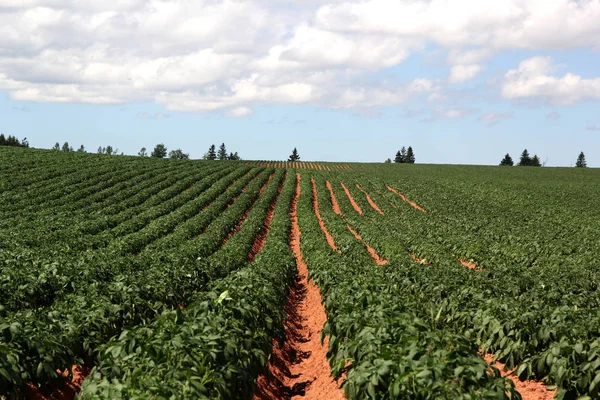 Сільськогосподарські ряди вирощування картоплі в полі — стокове фото
