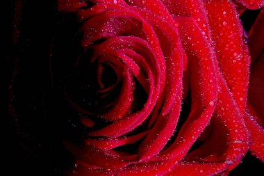 Sevgililer gününde hediye olarak kırmızı güller.