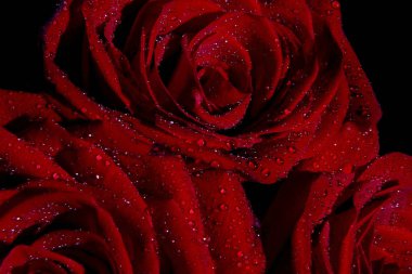 Sevgililer gününde hediye olarak kırmızı güller.