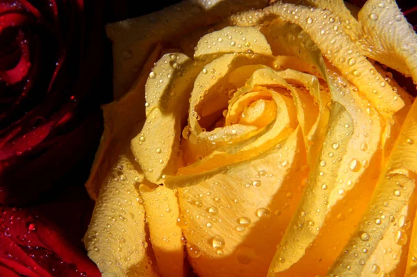 Single yellow rose for celebrating valentines day — 스톡 사진