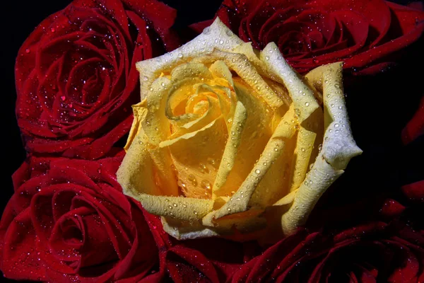 Single yellow rose for celebrating valentines day — Stockfoto