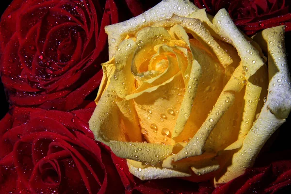 庆祝情人节的单瓣黄色玫瑰 — 图库照片
