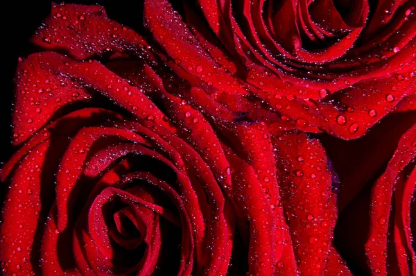 Rosas vermelhas para presentear no dia dos namorados — Fotografia de Stock