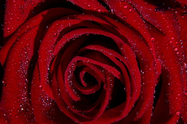 Rosas vermelhas para presentear no dia dos namorados — Fotografia de Stock