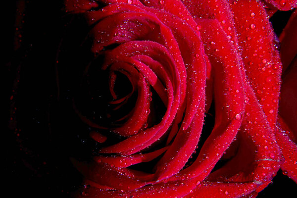 Red roses for gifting at valentines day in different presentations