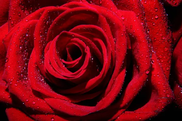 Red roses for gifting at valentines day — Stockfoto