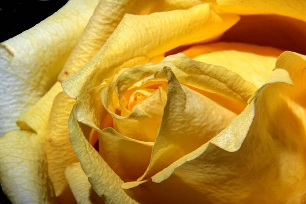 Enkel gul ros för att fira alla hjärtans dag — Stockfoto