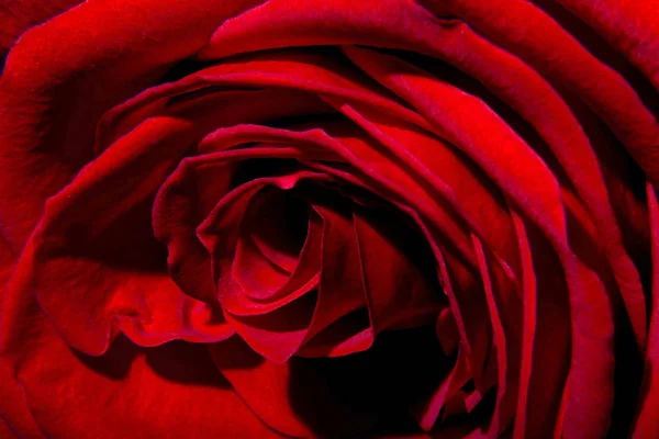 Rode rozen om cadeau te doen op Valentijnsdag — Stockfoto