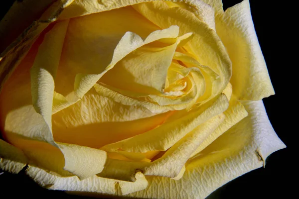 Single gele roos voor het vieren van Valentijnsdag — Stockfoto