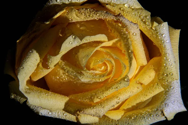 Enkel gul ros för att fira alla hjärtans dag — Stockfoto