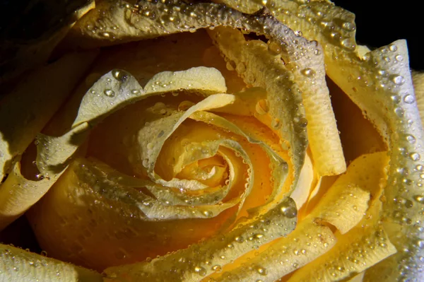 Single yellow rose for celebrating valentines day — Stockfoto