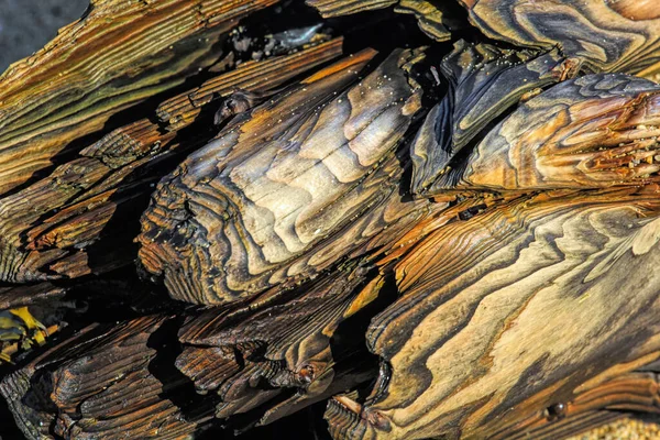 Driftwood färger och paterns i naturligt format former — Stockfoto