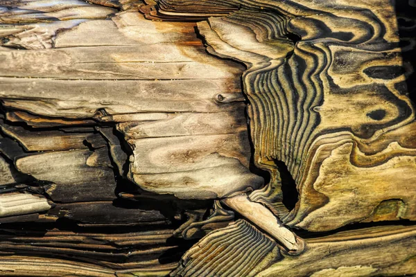 流木の色や自然の形状のパターン — ストック写真