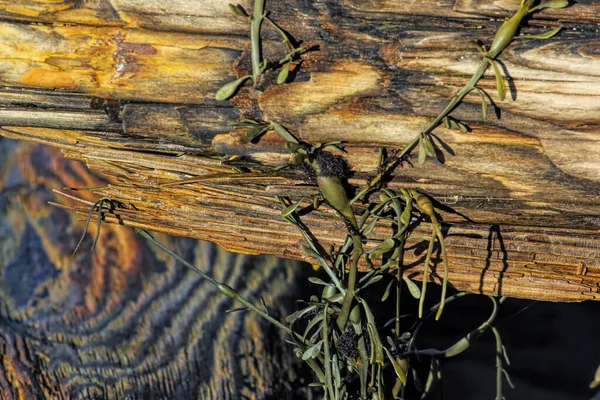 Couleurs et paternes en bois flotté dans des formes naturelles — Photo