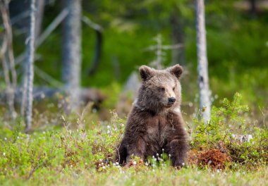 Cub of Brown bear  clipart