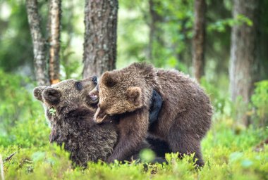 Cubs of Brown bears clipart