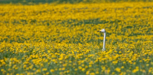 Лебедь сидит в желтых цветах — стоковое фото