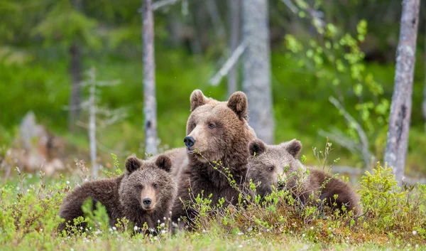 Cuccioli di orso bruno — Foto Stock