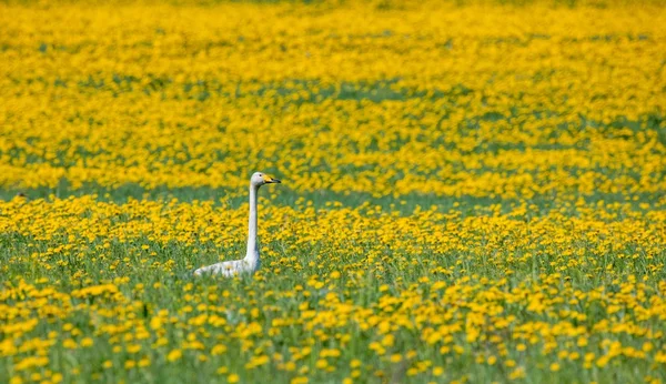 Cisne sentado em flores amarelas — Fotografia de Stock