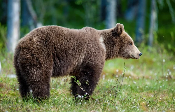 Wild Brown bear — Stock Photo, Image