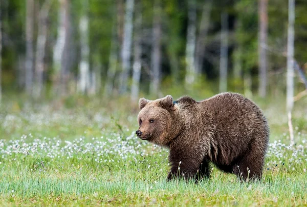 Wild bruine beer — Stockfoto