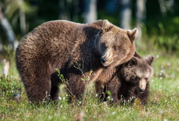 O ayı ve kahverengi yavru ayı — Stok fotoğraf