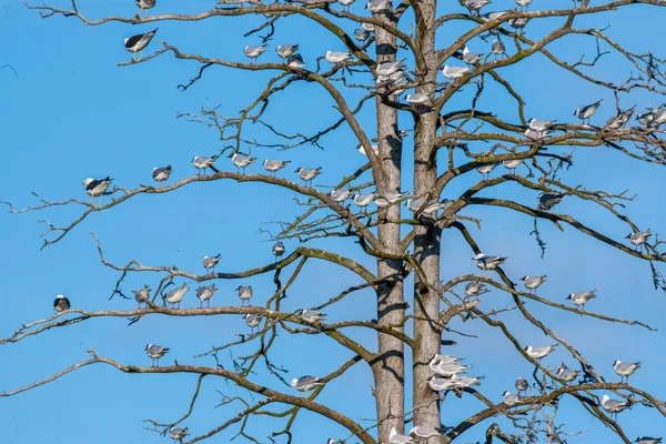 Mewy na drzewie wiosna — Zdjęcie stockowe