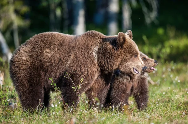Hon-Bear och Cub av brunbjörn — Stockfoto