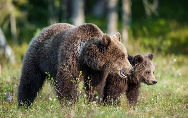 Hon-Bear och Cub av brunbjörn — Stockfoto