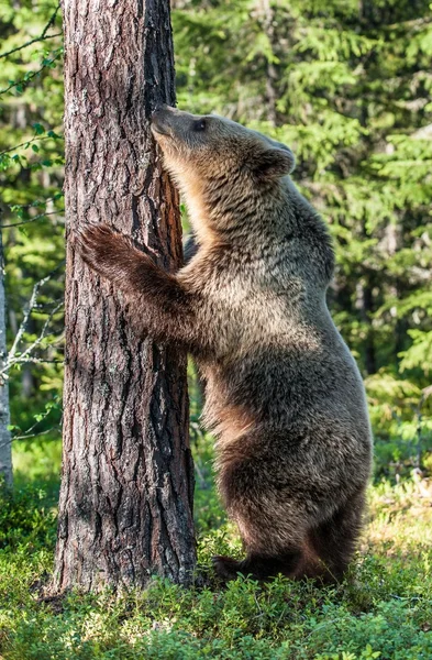 Oso marrón juvenil trepando en el árbol —  Fotos de Stock