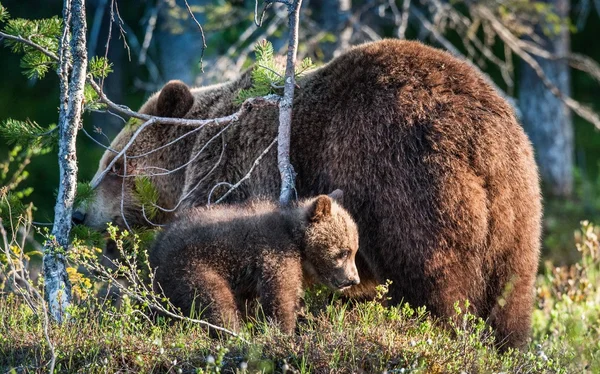 Ona-Bear a mládětem hnědý medvěd — Stock fotografie