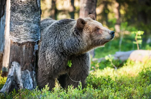 Dorosły dziki niedźwiedź — Zdjęcie stockowe
